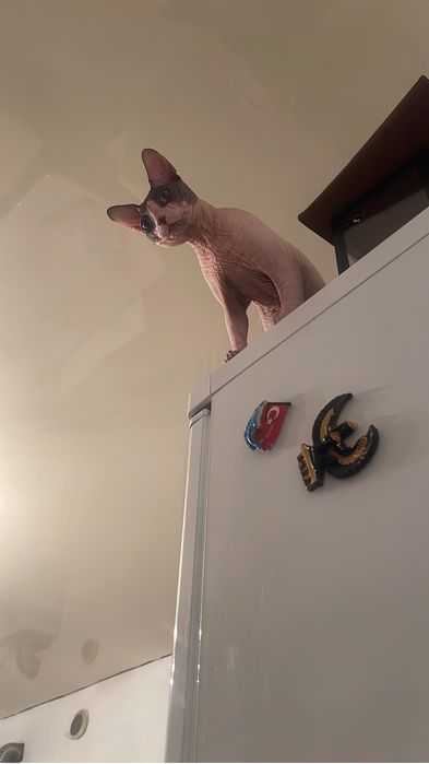 Вязка кота Свинкса