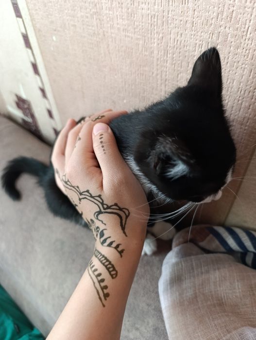 Продаются котенок