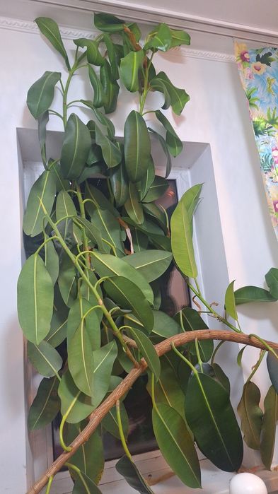 Домашний цветок большой