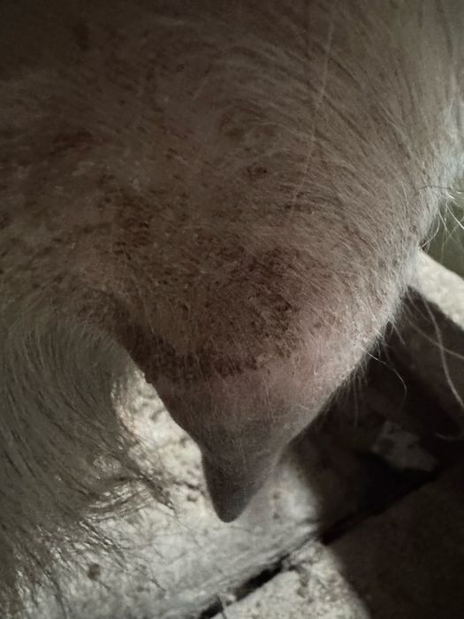 Продается Козы Козел козленок