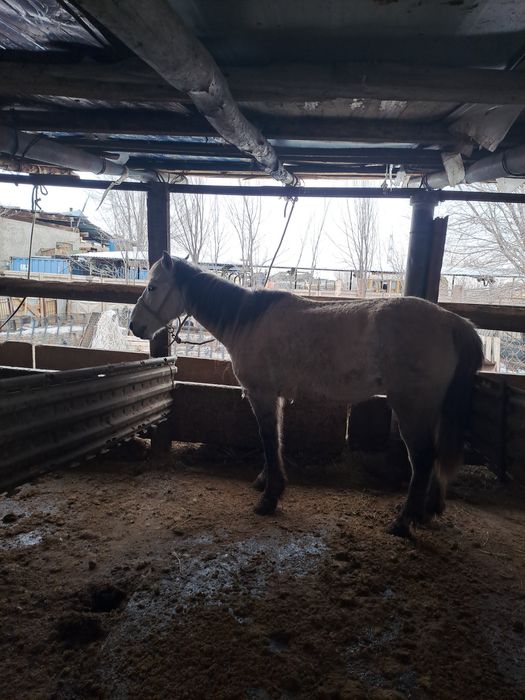 Семіз туу биелер сатылады