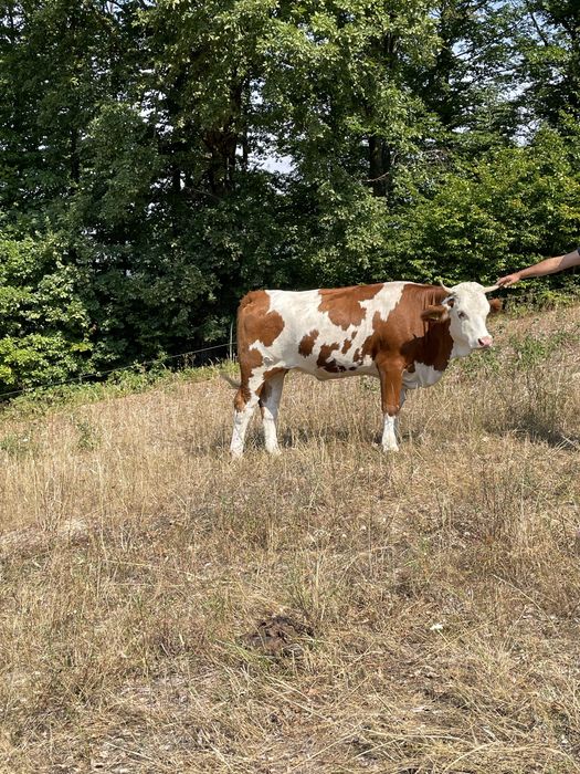 Vand juninca de 2 ani pentru mai multe detalii nr (0787) 781 230