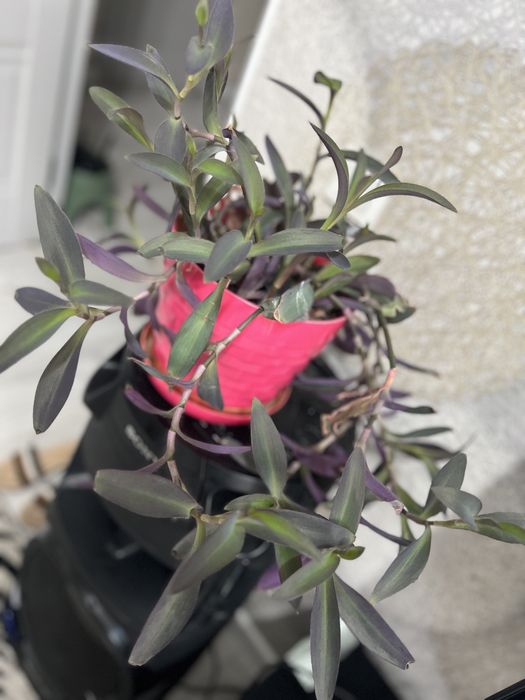 Комнатные свиты