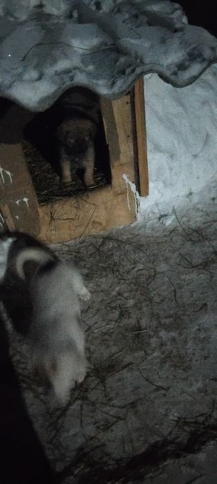 Продам двух щенят смешанные кавказской породы 15.000