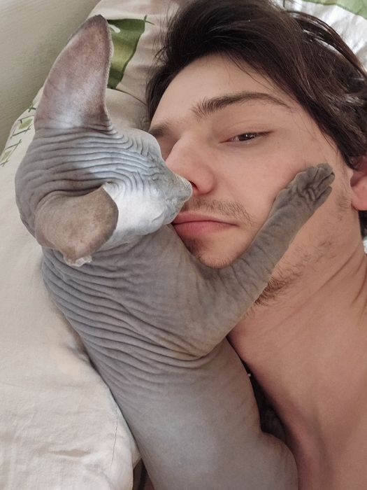 Котята канадского сфинкса