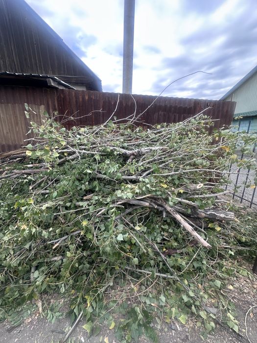 Продам дрова свежопилинные