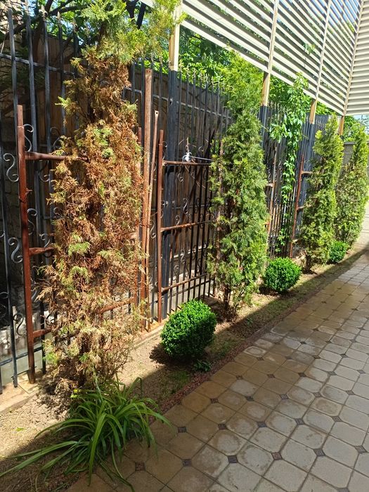 bog'bon sadovnik 12 -yillik