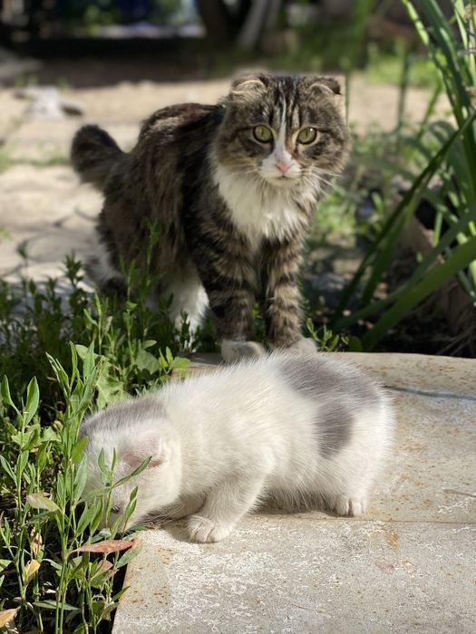 Вислоухие котята