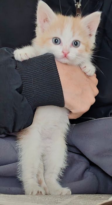 Котята бесплатно
