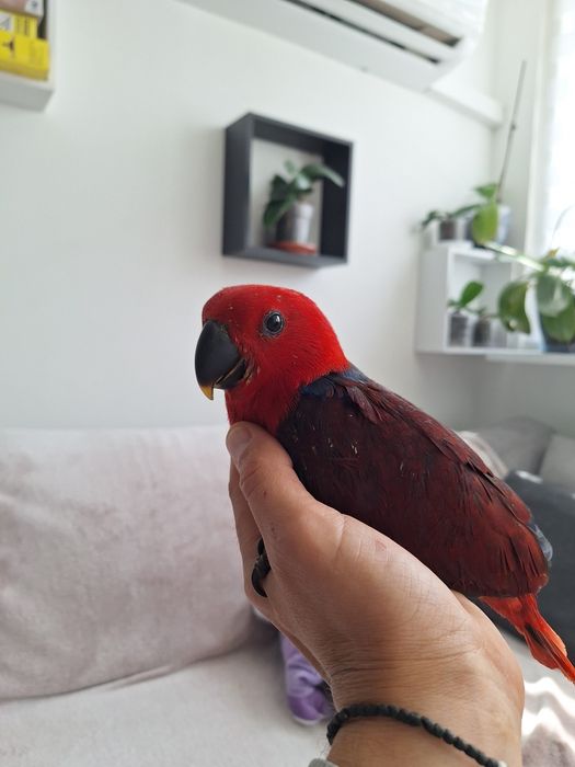 Ръчно хранени папагали Еклектус