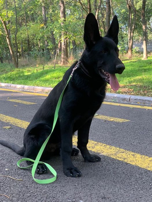 Dresaj canin toate rasele