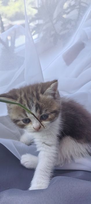 Британцы родились 9 мая