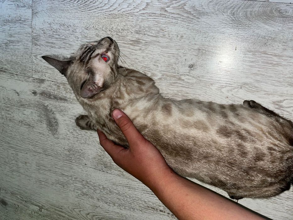 Бенгальский котенок
