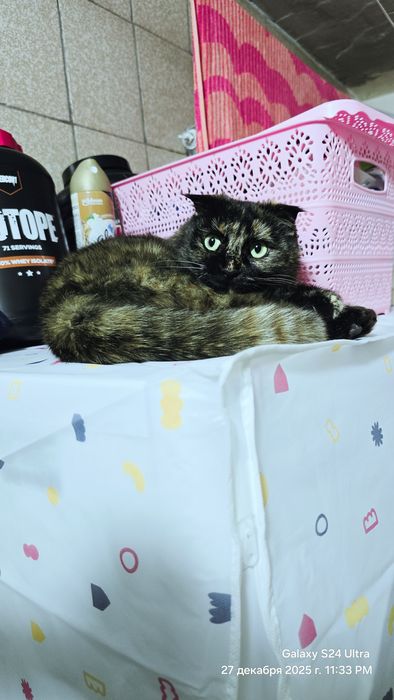 Отдам в хорошие руки кошку.  Умная. Спокойная. Породистая..