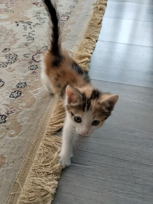 Отдам котенка в хорошие руки