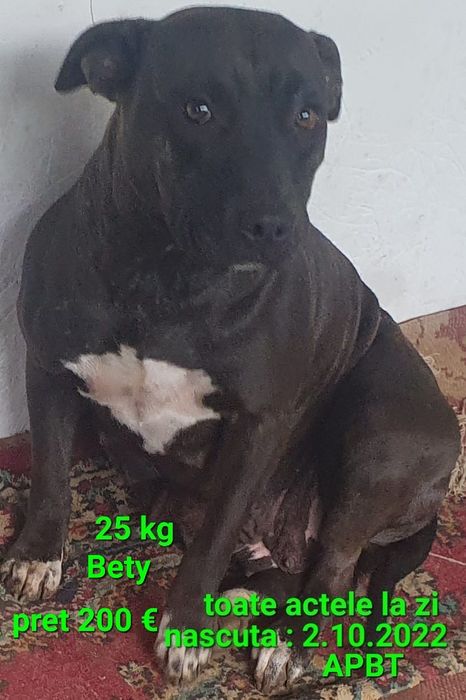 Vand fetita Amstaff blue