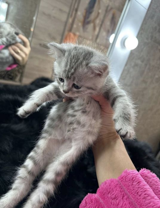 Британские котята