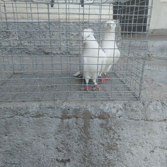 Бели чубати бровястые пара