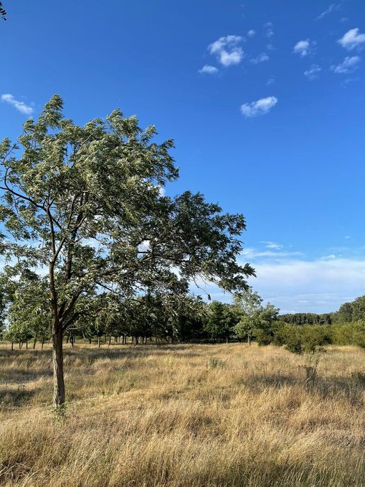 Vând teren 36500 mp Gulia