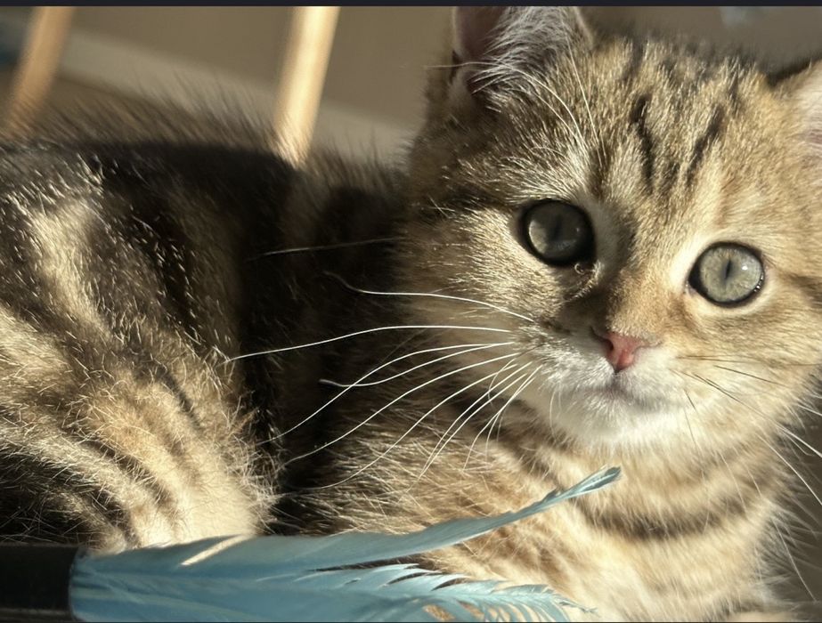 Котенок ,девочка