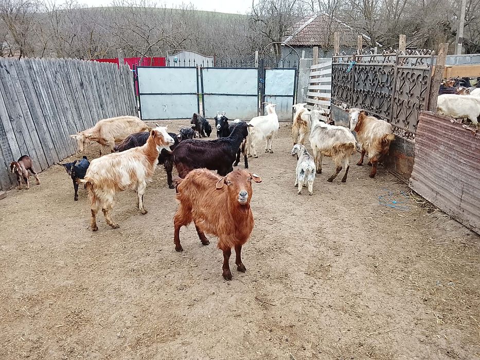 Vând capre de tăiere