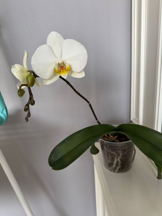 Орхидея фаленопсис, орхидеи