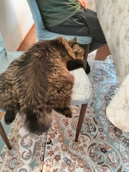 Отдам кота в добрые руки