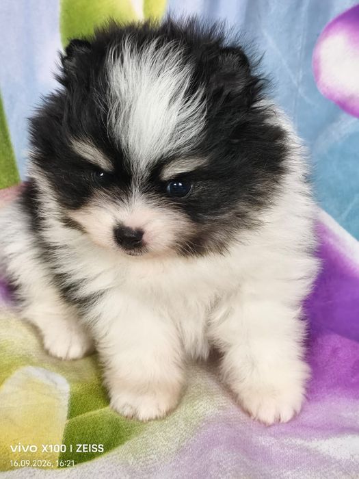 Эксклюзивчик,шпицы девочка и мальчик