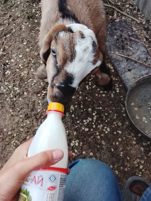 Битал теке лақ 2,5 айлық