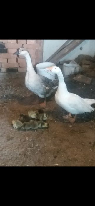 Vând gâscan in vârstã de 3 ani