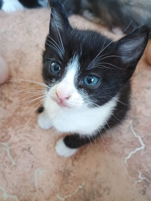 Отдам котят бесплатно