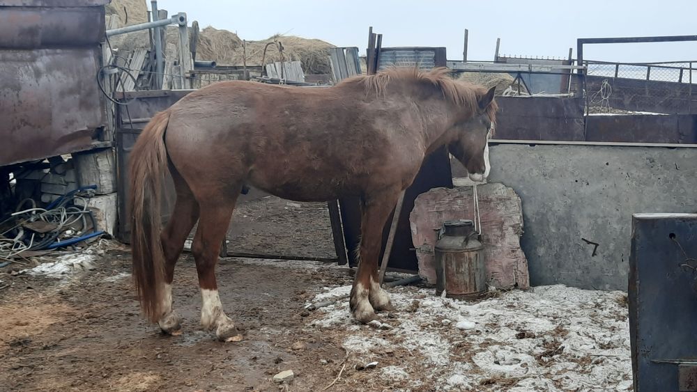 Айгыр 4 жасар семиз