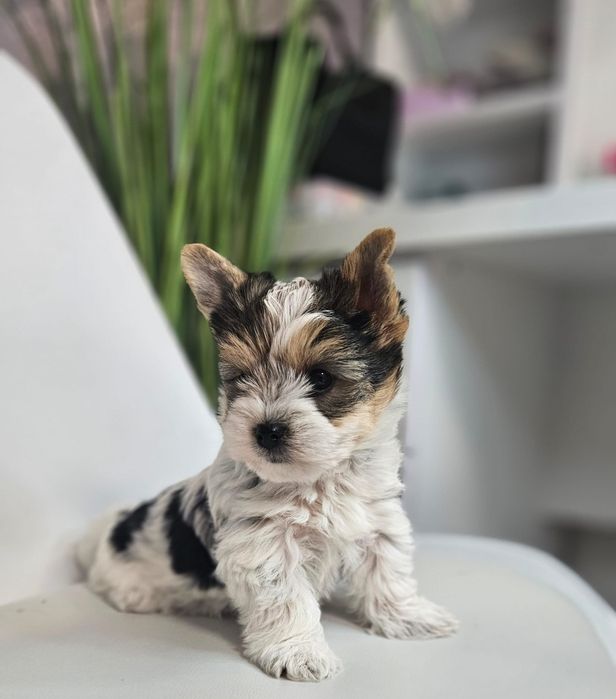 Baietel yorkshire terrier Biewer!