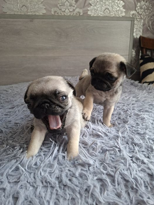 Продаю  щенков  мопсят