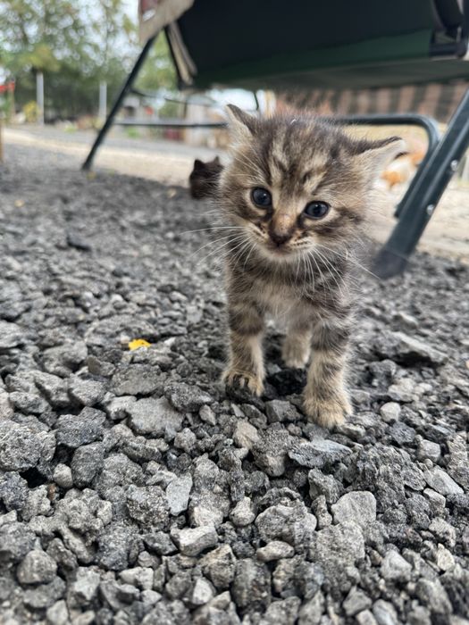 Donez 3 puiuți de pisică!