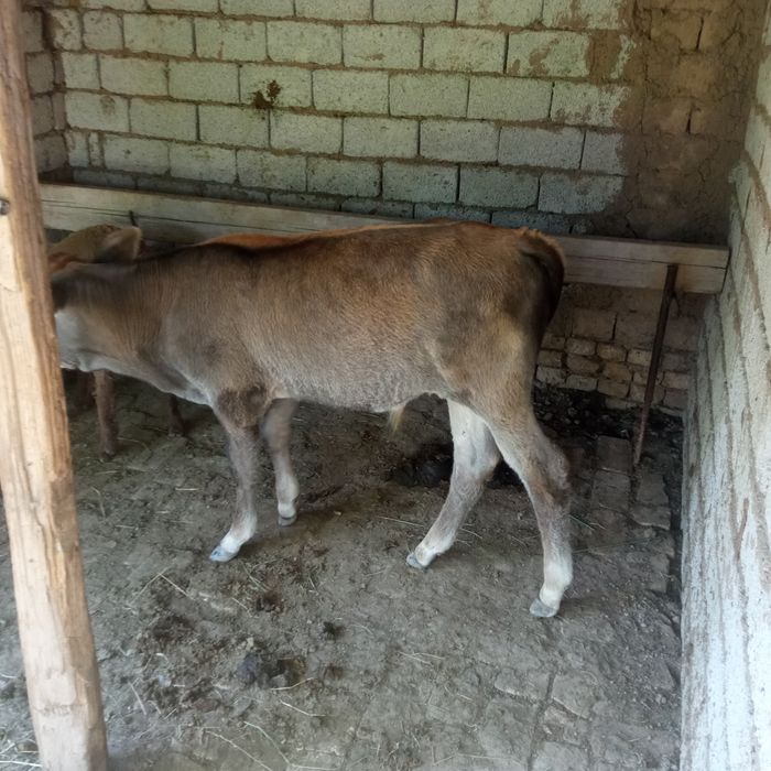 1бузок  3 оилик букача