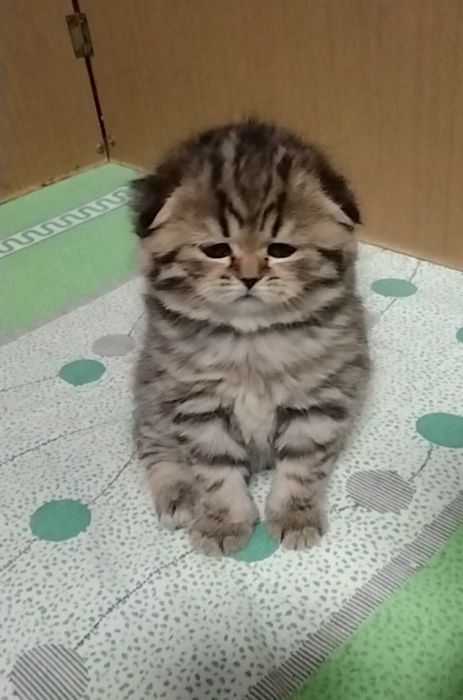 Фолд. Шотландская вислоухая девочка.