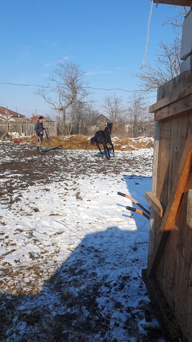 Calul este de vânzare