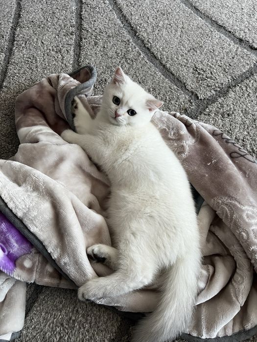 Продам котенка Британец