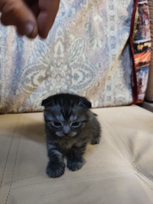 Вислоухие котята