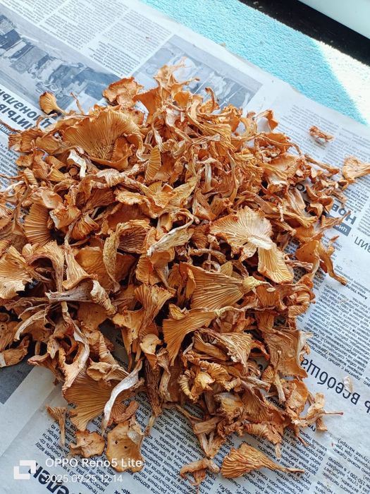Продам сушёные лисички.