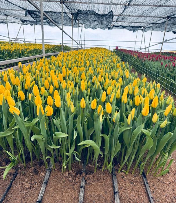 Принимаем заказы на тюльпаны оптом и в розницу