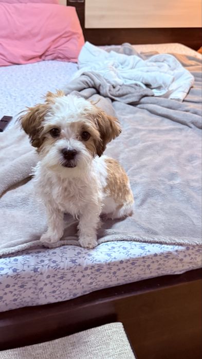 Toby își caută familie