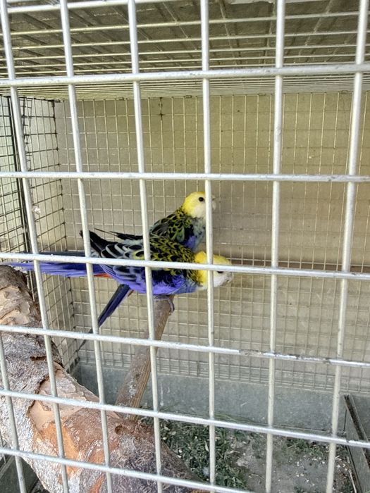 бледноголовая розелла