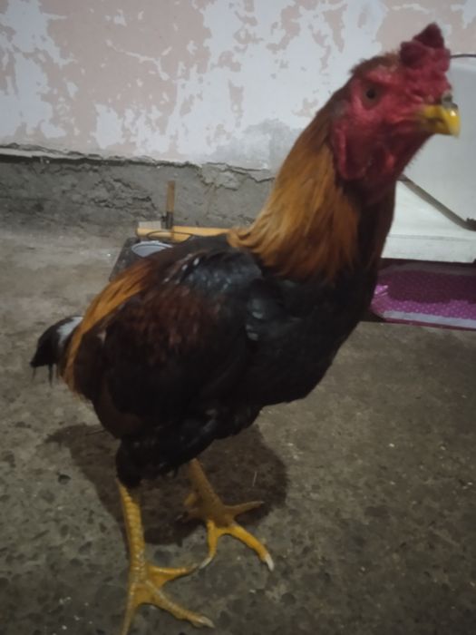 Хуроз сотилади зур