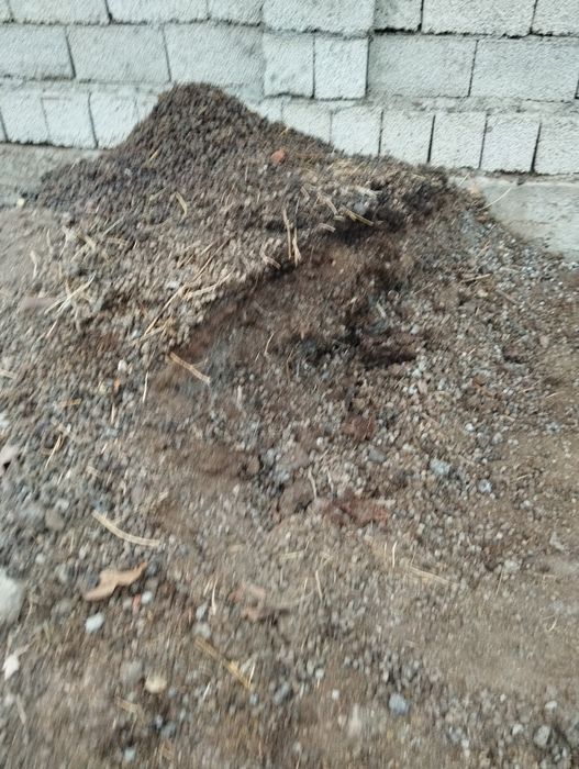 Сотилади куй гунги  1 коп нархи