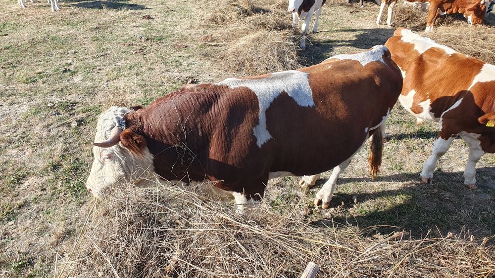 vaci viței taur reproductie junici balțată  românească brune