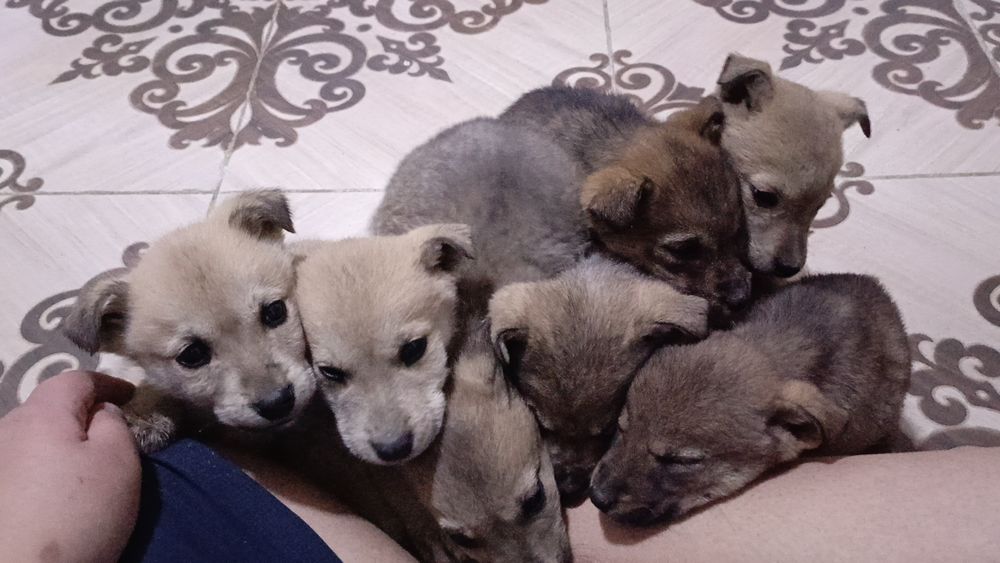 Срочно щенята ищут дом