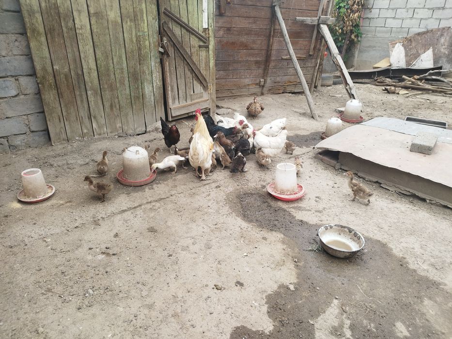Продам утят индоуток