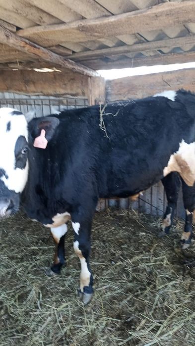 Бычек, телочка породистые